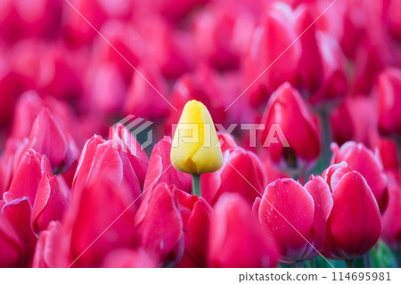One yellow tulips between red tulips. Field. Blooming season.  Colors as background 114695981