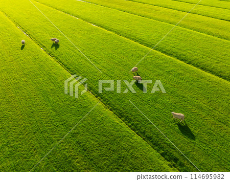 An aerial view of the sheep. Agriculture and animal husbandry. An aerial view of the sheep. Agriculture and animal husbandry. 114695982
