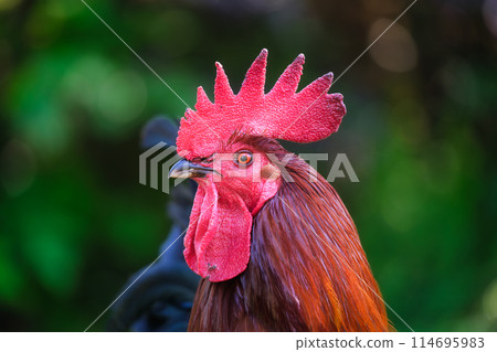 Portrait of a rooster. Brightly colored crest on the head of a rooster. Blurred background. 114695983