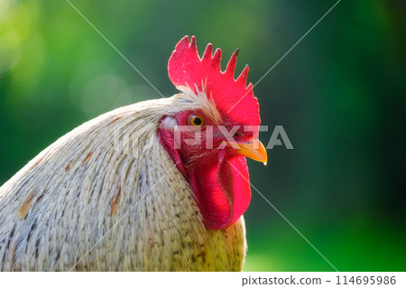 Portrait of a rooster. Brightly colored crest on the head of a rooster. Blurred background. 114695986
