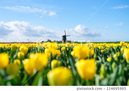 Windmill and flowers in the Netherlands. Field with tulips during blooming time.  114695993