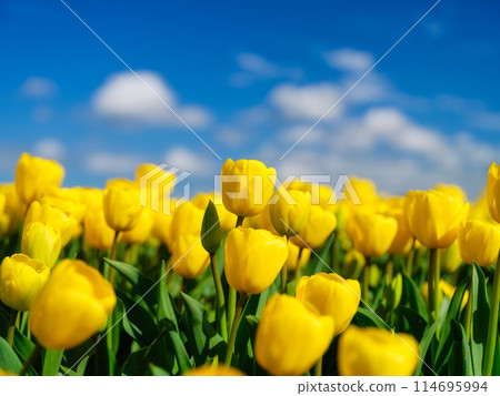 Yellow tulips and blurred sky as a background. Field. Blooming season.  114695994