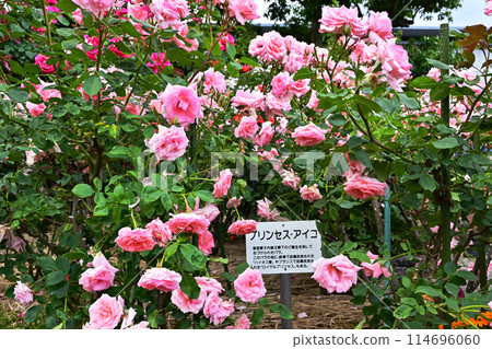 Full-bloomed roses, Princess Aiko, Jingu Rose Garden, Ise Shrine 114696060