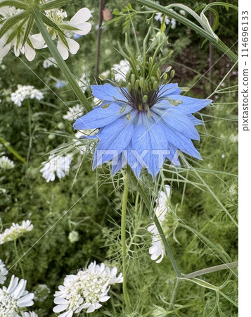 藍色黑種草花與白色香菜花 藍色黑種草花與白色香菜花 114696133