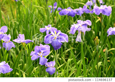 Japanese iris with raindrops 114696137