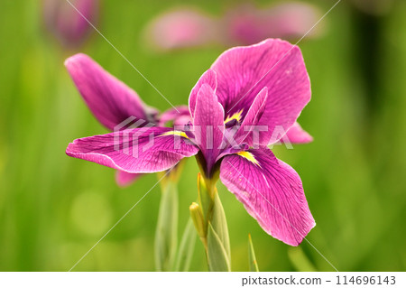 日本鳶尾水滴與雨滴 114696143