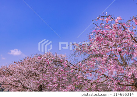Cherry blossoms and blue sky, Kanagawa Prefecture 114696314