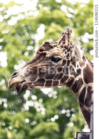 Male reticulated giraffe Male reticulated giraffe 114696315