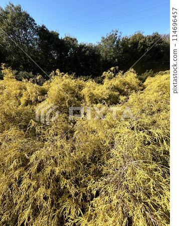 A cluster of Filifera aurea and blue sky A cluster of Filifera aurea and blue sky 114696457