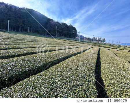 Tea fields and sky 114696479