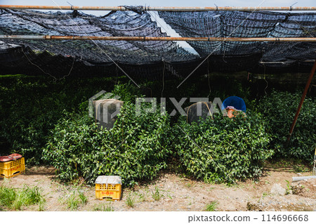 The tea field of Uji 114696668