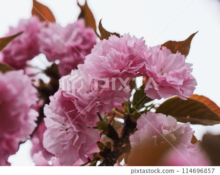 八重櫻 八重櫻 114696857