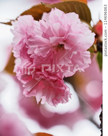 Yaezakura Yaezakura 114696863