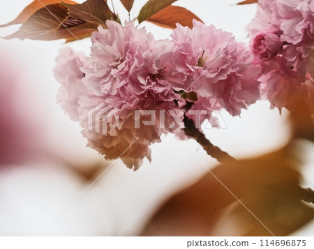 Yaezakura Yaezakura 114696875