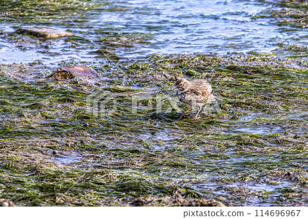 Iberian crested lark, Galerida cristata pallida. Alvor boardwalk and estuary trail, Algarve, Portugal 114696967