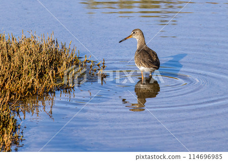 Spotted Redshank, Tringa erythropus looking for food in a beach at Quinta do Lago, Ria Formosa in Portugal 114696985