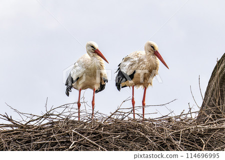 White Storks, Ciconia ciconia at Odiaxere in the Algarve region, District Faro, Portugal. White Storks, Ciconia ciconia at Odiaxere in the Algarve region, District Faro, Portugal. 114696995