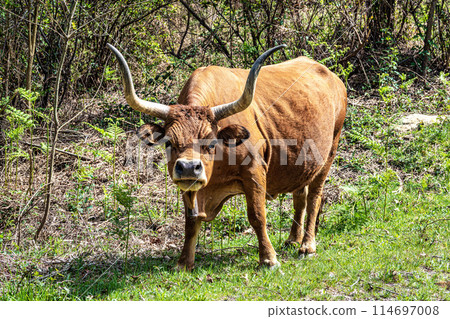 The Cachena cow in Nationalpark Peneda-Geres in North Portugal, a traditional Portuguese mountain cattle 114697008