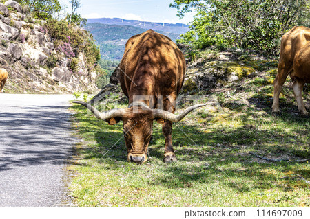 The Cachena cow in Nationalpark Peneda-Geres in North Portugal, a traditional Portuguese mountain cattle The Cachena cow in Nationalpark Peneda-Geres in North Portugal, a traditional Portuguese mountain cattle 114697009