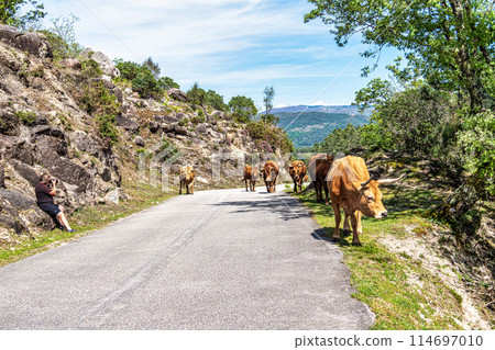 The Cachena cow in Nationalpark Peneda-Geres in North Portugal, a traditional Portuguese mountain cattle 114697010