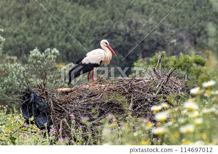 White Storks, Ciconia ciconia in the valley of the storks at Rasmalho, Portimao, Algarve, Portugal 114697012