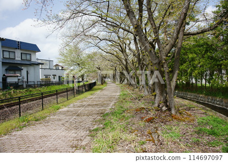 秋田縣小坂町舊小坂鐵道古館櫻花路 114697097