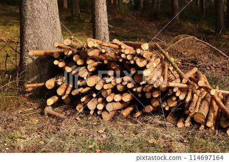 A pile of wood logs is stacked next to a tree 114697164