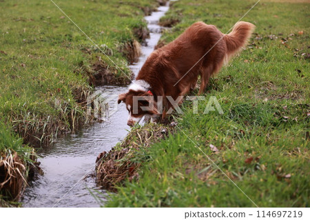 A brown dog is sniffing the water in a grassy area A brown dog is sniffing the water in a grassy area 114697219