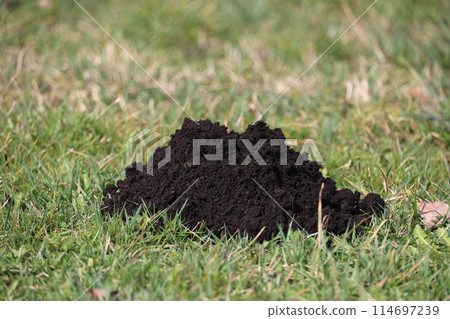 A pile of dirt is on the grass 114697239