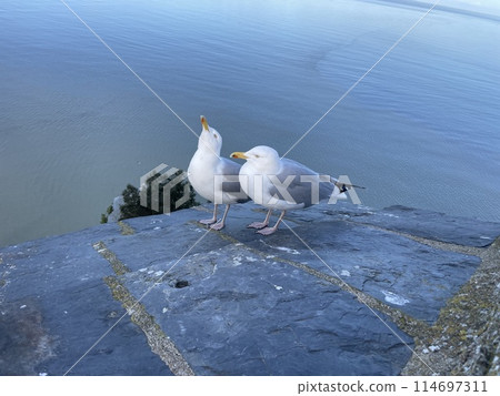 Two birds resting 114697311