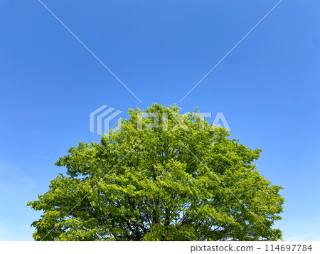 Zelkova and clear sky Zelkova and clear sky 114697784
