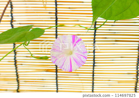 牽牛花牽牛花牽牛花 114697825