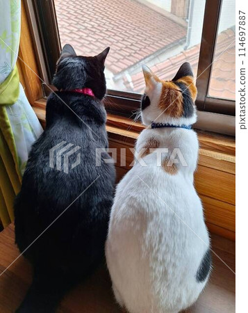 看著窗外的貓 114697887