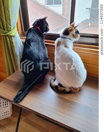 貓坐在窗邊 114697888