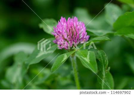 紅色三葉草已經開始開花 114697902