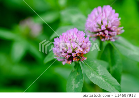 紅色三葉草已經開始開花 114697918