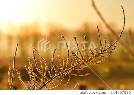 福島潟湖的晨霜(新潟縣) 福島潟湖的晨霜(新潟縣) 114697980