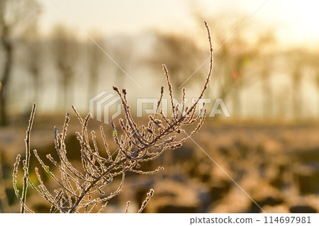 Morning frost on Fukushimagata (Niigata Prefecture) 114697981