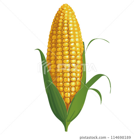 corn corn 114698189