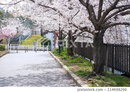 Spring along the Shinminato River 114698260