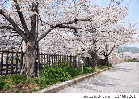 Spring along the Shinminato River Spring along the Shinminato River 114698261