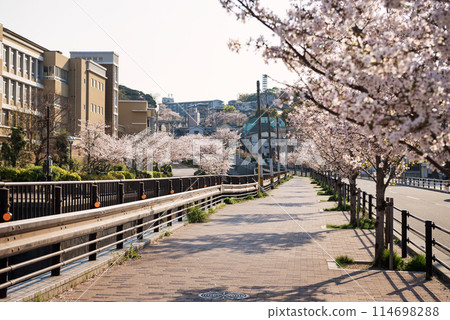 Spring along the Shinminato River 114698288