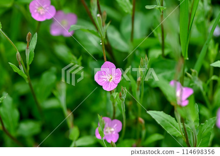 Evening primrose blooming in the field 114698356
