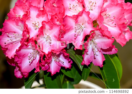 西部杜鵑花 西部杜鵑花 114698892