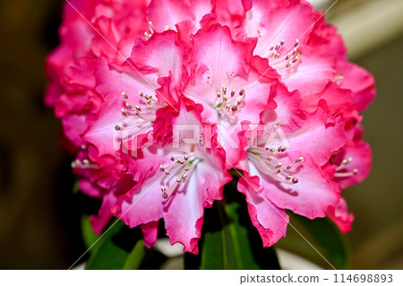 Western rhododendron flower 114698893