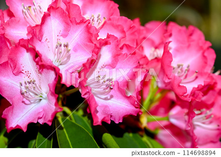Western rhododendron flower 114698894