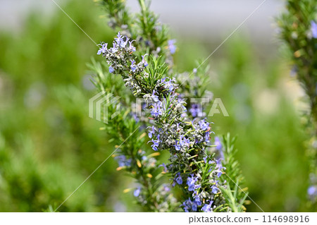 迷迭香 114698916