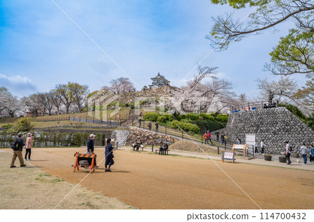 Hamamatsu Castle (Shizuoka Prefecture) surrounded by cherry blossoms under the blue spring sky 114700432