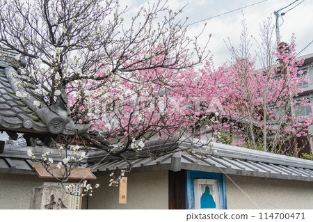 Matsukaze Tenmangu Shrine Plum Blossoms in Spring Matsukaze Tenmangu Shrine Plum Blossoms in Spring 114700471