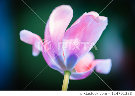 Pink tulip flower is over dark blurred background, macro photo Pink tulip flower is over dark blurred background, macro photo 114701388